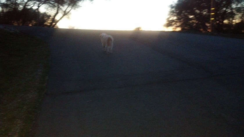Max going back up our driveway alone, ahead of us, after our last walk together around the neighborhood...We Love You, Max... Goodbye, Max...